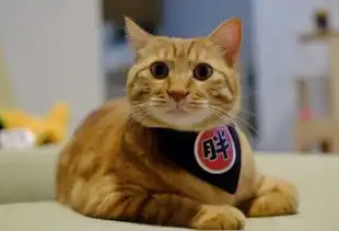猫奴决定帮胖橘减肥,奈何大橘已定
