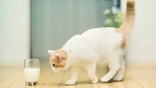 这几种猫,易喂养爱干净,养过的人从没后悔
