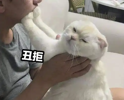 猫咪本喵劝你不要试图去掌控一只猫
