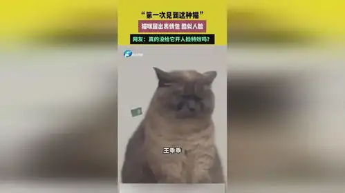 第一次见到这种猫,猫咪困出表情包酷似人脸
