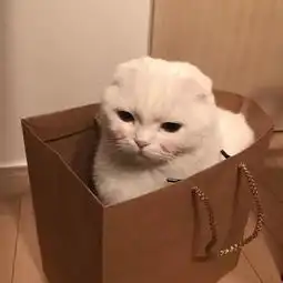 谷宝科技猫咪如何快速适应新的环境,教你几种方法
