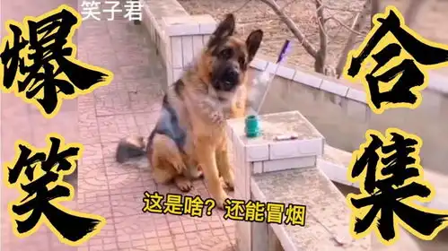 搞笑段子狗子看到窜天猴飞了,表情一脸懵了
