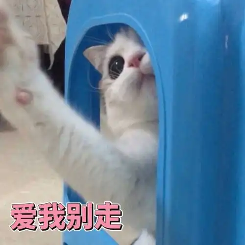 表情包猫猫表情委屈到自闭
