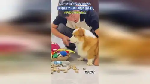 美女下班回来看见小狗在拆家,帅哥训斥了一顿小狗的表情变化
