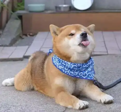 没看到这只柴犬之前,我以为哈士奇表情包是最多的
