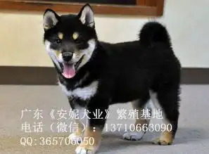 高品质纯种柴犬doge表情包同款日本柴犬
