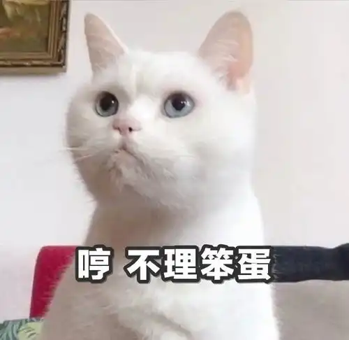 猫咪表情包干啥啥不行,睡觉第一名养猫
