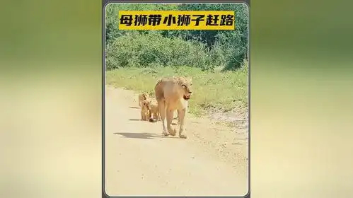母狮带小狮子赶路,一路上不畏艰辛,真是太伟大了
