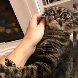 20张简笔的猫不要怀疑没有喵们办不到的姿势
