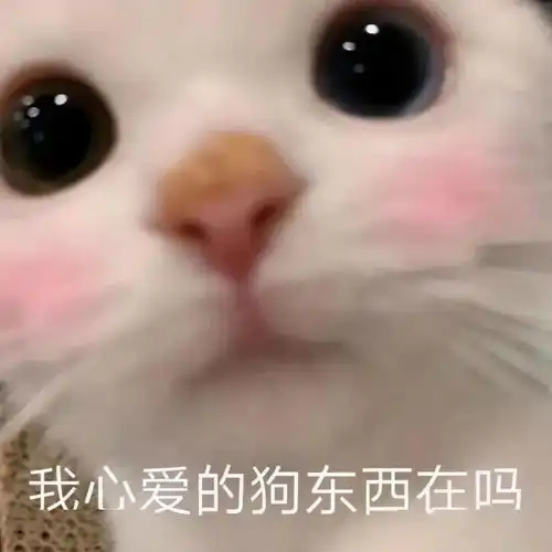 每天都想换的表情包
