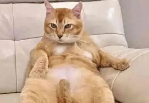 小橘猫刚来就被大猫欺负,一年后橘猫让开黑猫好的老大
