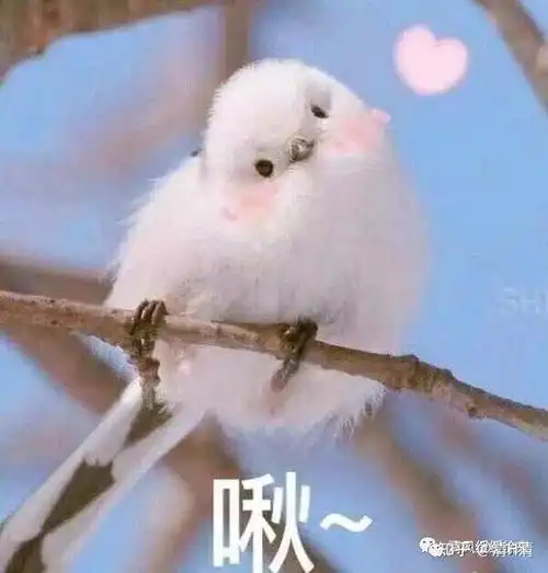 有什么开心的文案
