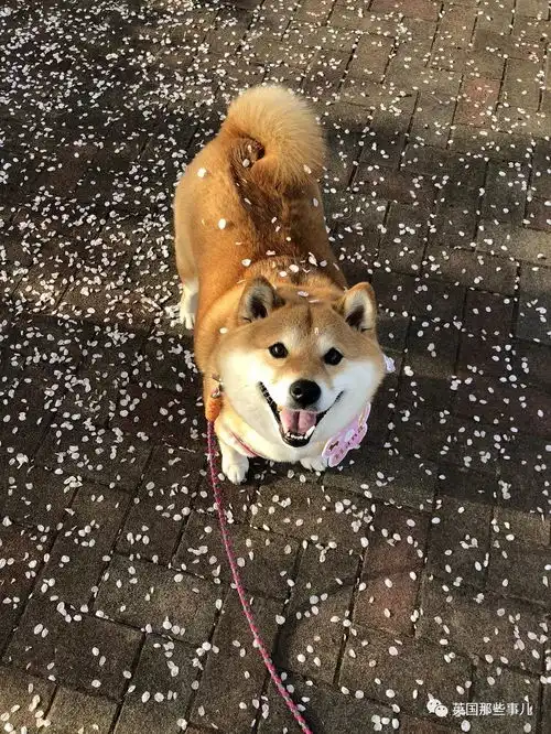 我不想我不想我不想回家这贪玩的柴犬,简直是一行走的表情包
