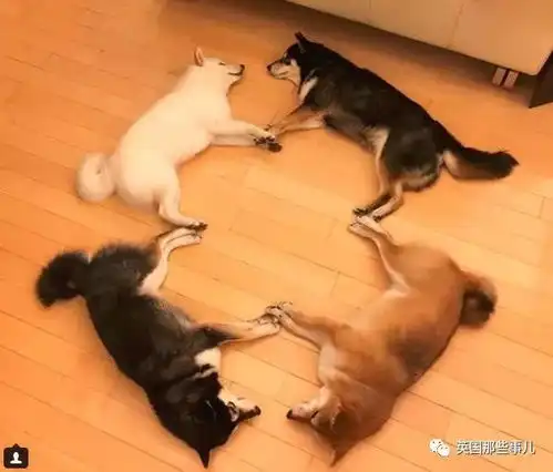 和四只柴犬一起生活,简直分分秒秒都要被萌炸
