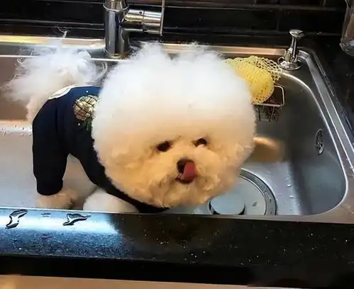 盘点各个狗狗性格特征,了解清楚再养