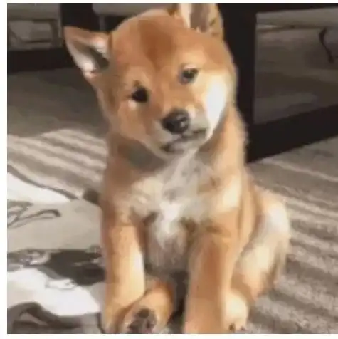 柴犬表情包搞笑表情包