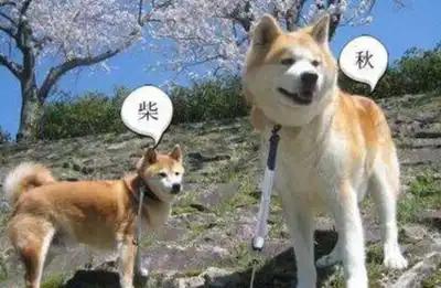 5组外表相似的狗狗乍一瞅一模一样,细观察都有区别
