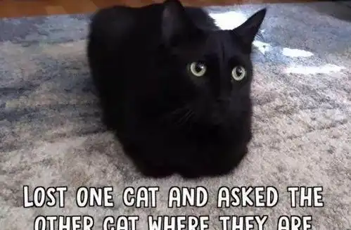 快来看看你是不是合格的猫奴
