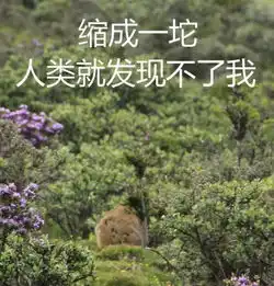 笑疯了西藏动物不好混,都用表情包争宠了

