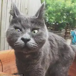 俄罗斯蓝猫惊恐脸走红网络
