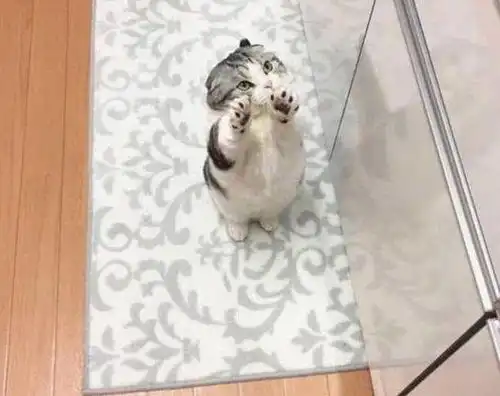 主人一回家猫咪就要抱抱,主人拒绝后,猫咪的表情让主人顿时笑喷
