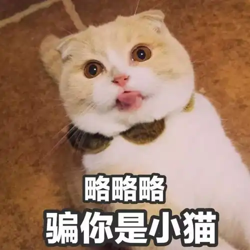 又萌又凶,说的就是这个澳洲移民专业
