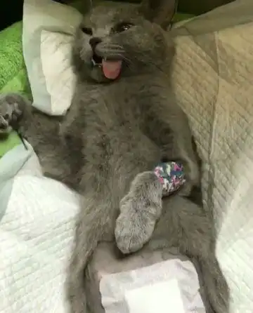 猫咪被带去绝育,一个小时后,主人后悔不已
