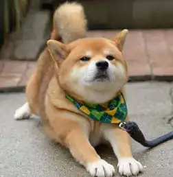 柴犬在网上当表情包异常火爆,可是现实中为啥却很少见人养
