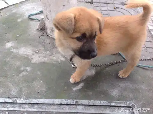 金牌小土狗的卖萌表情包
