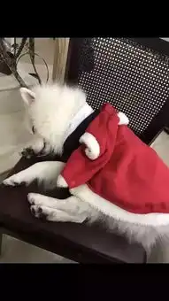 萨摩耶的日常,简直就是一套表情包大全