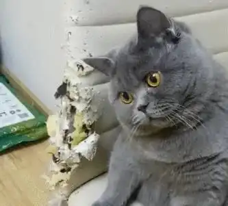 都在劝我养公猫,养了之后发现,缺点太多了