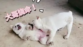 路边收养的流浪小奶狗,第一次见到茄子,竟然是这种表情