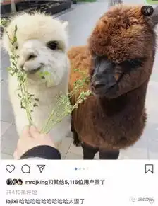 最美新二代要出道了吗想不到,他们已经结婚8年了
