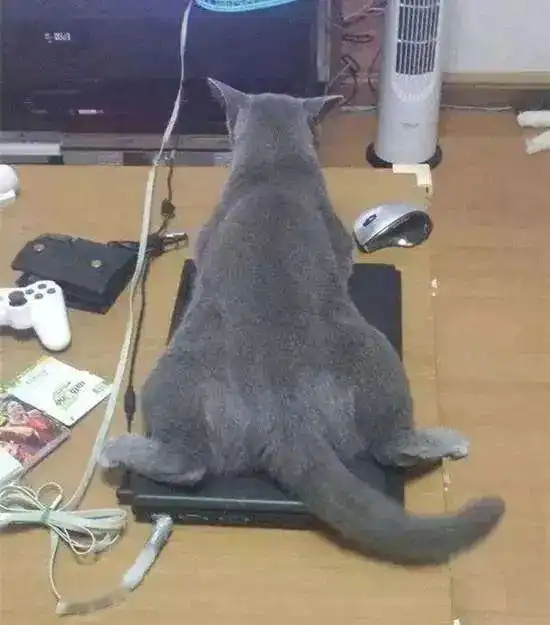 英短蓝猫天生霸道总裁,喜欢什么都要霸占,气哭铲屎官
