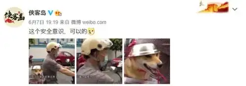 还是这个卖断货的宝贝,让汪星人成了表情包网红哈哈哈哈哈哈哈
