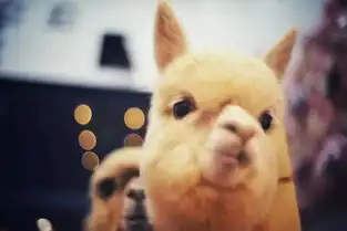 萌你一脸带您走进星萌宠小版动物园,体验近距离撸宠和休闲的乐趣原价48,现在仅需19.9元
