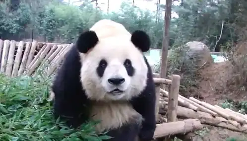 奶妈拿来一只瓜给熊猫玩,团子抱着就开啃,最后这个表情亮了
