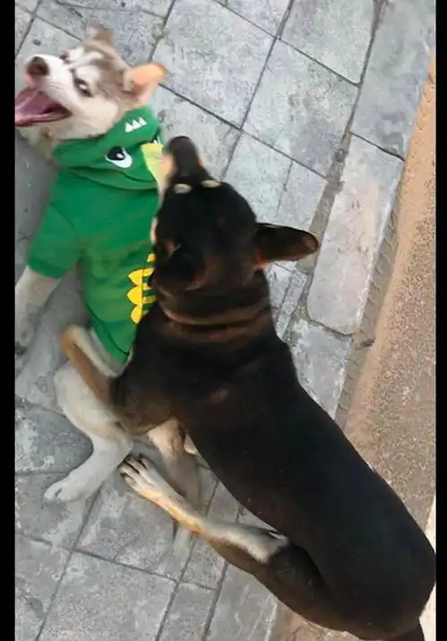 哈士奇和柴犬打架,每一张照片都是表情包,二哈搞笑我从没输过
