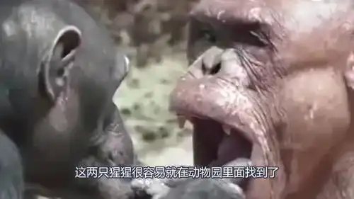 无法直视光秃秃的大猩猩成网红了,女游客纷纷表示不好意思看
