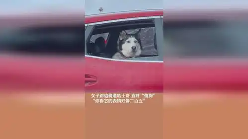 女子路边偶遇哈士奇直呼傻狗你看它的表情好像二百五
