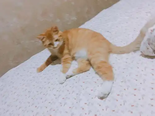 寻猫启事家里一岁半已绝育的母猫翻窗丢失了
