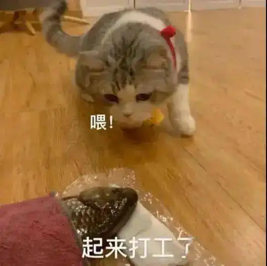 复工专用猫猫表情包
