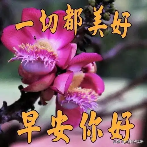 早安的祝福语表情包
