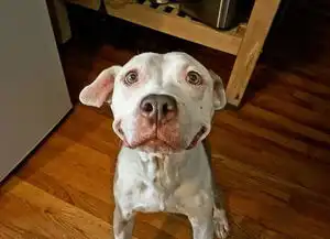 这只流浪比特犬靠着迷之笑容,勾引到领养者
