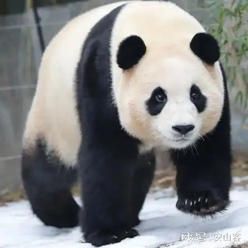 大熊猫福宝已离开爱宝乐园,福宝小爱,我先回家,在四川等你大熊猫爱宝乐园睿宝福宝韩国手机网易网

