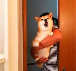 主人给柴犬洗澡,柴犬最后的挣扎让人乐了,好坚强的狗狗
