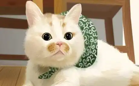 这些猫咪都是戏精,你可能不知道名字,但都见过它们的表情包
