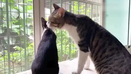 狸花猫给奶牛猫舔毛,被这样的场景暖到了

