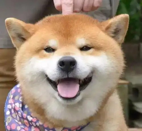 没看到这只柴犬之前,我以为哈士奇表情包是最多的
