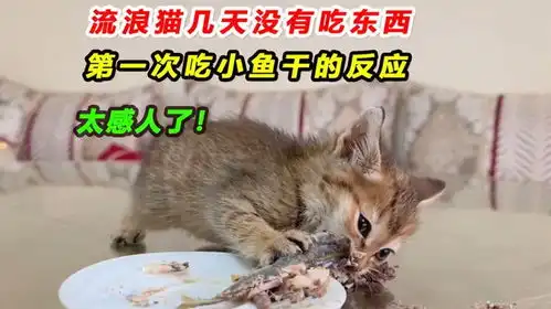 流浪猫几天没找到食物吃,第一次吃小鱼干的反应,太感人了